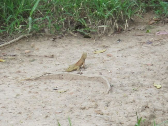 イグアナみたい