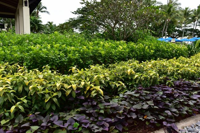 散歩したくなるような庭ともお別れ