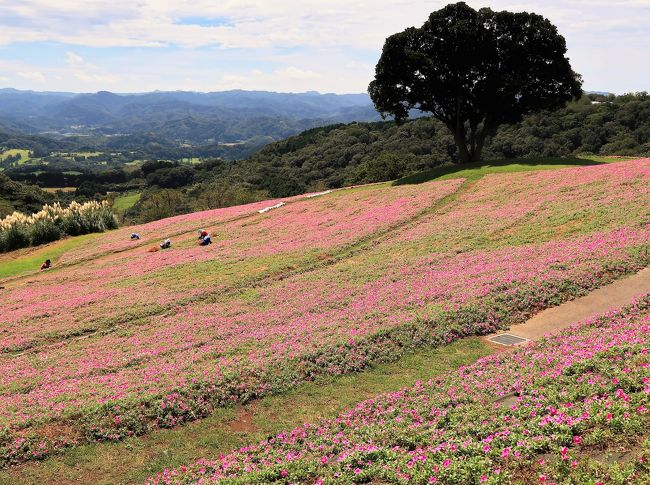 富津1/3 マザー牧場 花の谷 《桃色吐息》 見ごろ ☆ペチュニアの新品種