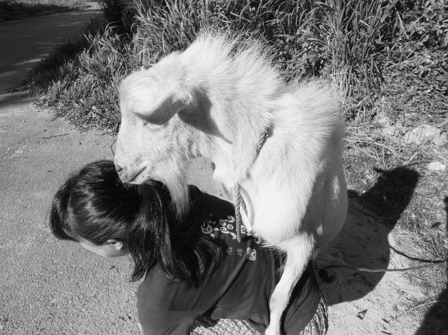 この日は我が家の他に宿泊者は１名（若い男の子）だけだったので、前の日からご主人に明日は焼肉にしましょうと言われており、楽しみにしてました。<br />中庭のテーブルでホットプレートを使っての焼肉です。<br /><br />黒島なので牛が中心かと思ったら、牛のほかに、ヤギ肉と長野（山梨って言ってたかな）から送ってもらった鹿肉を用意しましたよと。<br />どちらも思った以上にクセが無く、たっぷり用意してくれたお肉もほとんど食べ尽くします。<br /><br />ちなみに、飼ってるヤギは食用として育てているのです。<br />お腹に入ったヤギは、昨年たっぷりと遊んだこの子だった模様。<br /><br />ゆんたくは、途中からダイビングショップのお姉さんが参戦して1時頃まで続きましたかね。