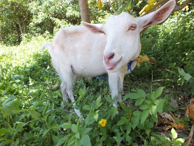 いつものヤギです。