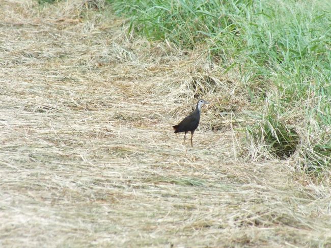 シロハラクイナですね。