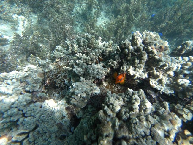 なので海の中の写真も少なめです。<br />写真はこの日新たに見つけたクマノミです。