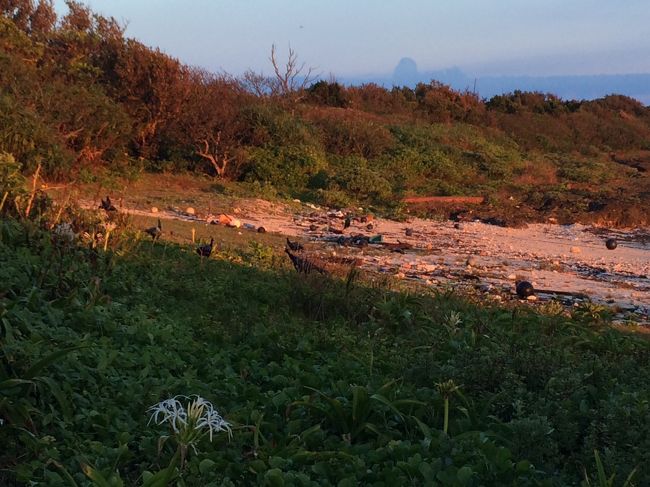 雷雨が落ち着いたら再び晴れてきたので、宿の周りをぶらぶらと。<br /><br />宮里海岸に行ってみたら、クジャクの大群です。<br />だいぶ駆除したようですが、まだまだたくさん生息しています。