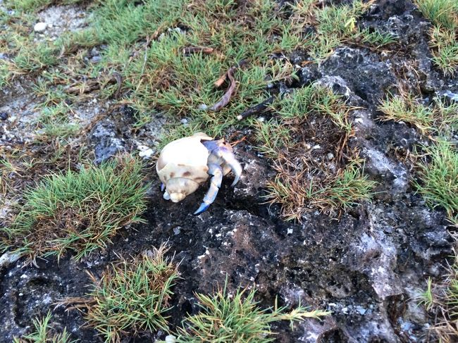 オカヤドカリ（たぶん）です。<br />満月の夜に産卵するらしく、確かに黒島滞在中は満月が近い時期だったからなのか、たくさん見かけました。