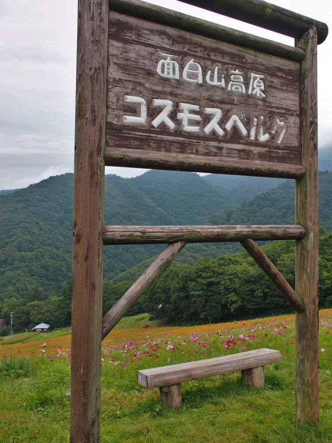 爽やかながらも もの哀しい秋の景色 廃スキー場のコスモス畑に虫の声 面白山コスモスベルグ 山形市 山形県 の旅行記 ブログ By こあひるさん フォートラベル
