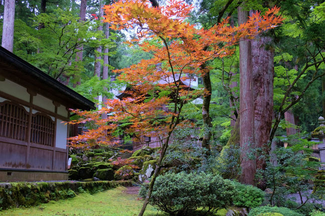 表へ<br /><br />　境内の紅葉　色ついて