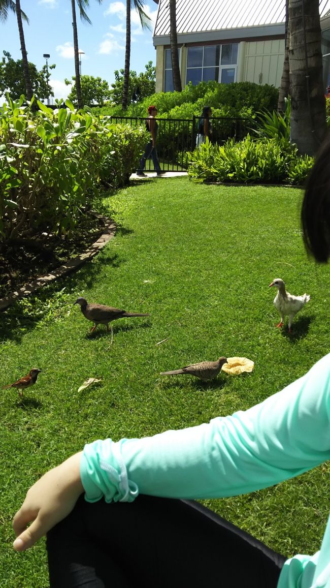 鳥ちゃん達 相変わらず取り合い。<br />１番ガッツが有るのは小さいすずめちゃん。<br />自分の体より大きいカップケーキの紙を持って飛んでいこうと…。<br />(この後ちゃんとゴミは持ち帰りました)