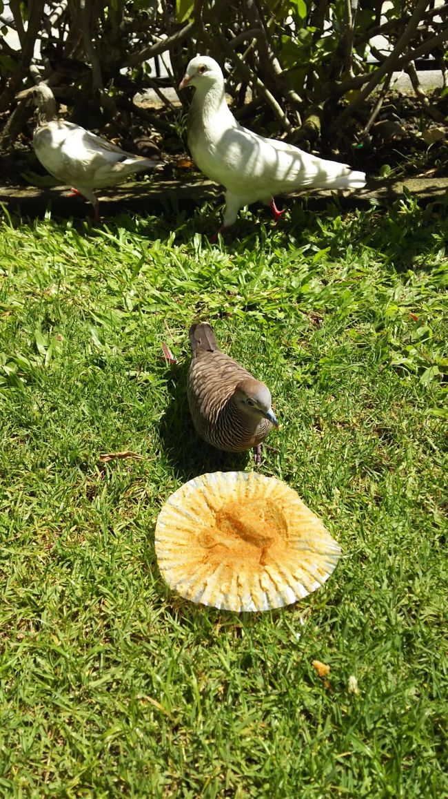 鳥ちゃん達がわらわら集まって来て、取り合いしています。<br />鳥 多いよね。