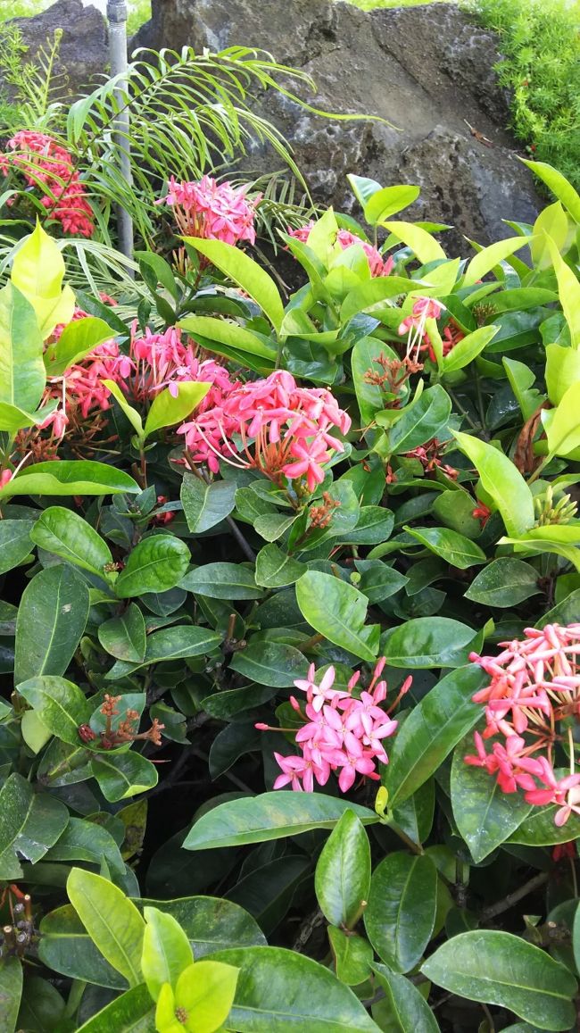 パラダイス・プールに入ってみたものの…<br />いも洗い状態でした。今年は韓国家族が多かった？