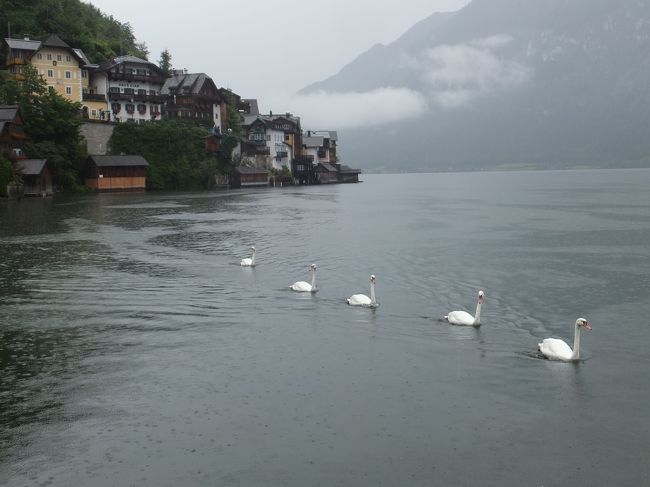 【ハルシュタット】<br /><br />引き続き雨が降っていますが、湖畔の散策を再開<br /><br />行列する白鳥たち