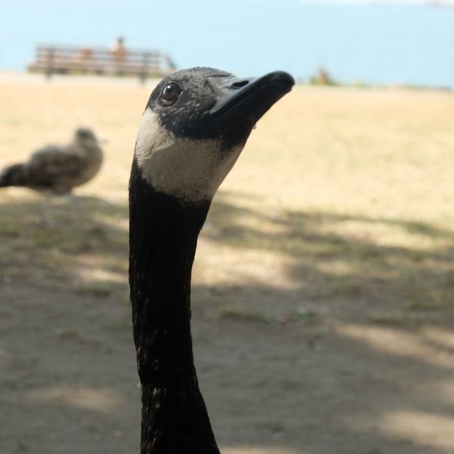 ちゃりんこ屋さんのお兄さんにいないよ？といわれたカナディアングースにあっさり出会う。<br />かわいい★<br />いっぱいいるやん。<br /><br />お兄さんは鳥には興味がなかったようです（笑）