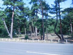 こちらが　気比の松原