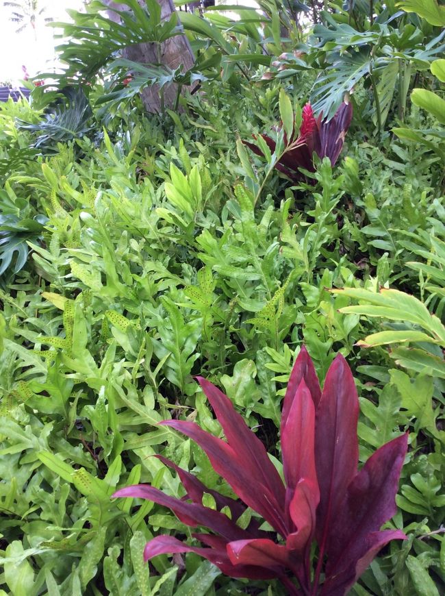 ハワイらしいシダ類。