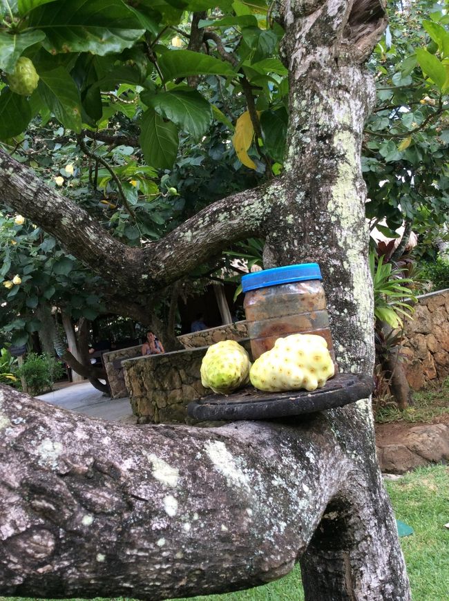 こちらは「ノニ（Noni）」<br />すごく酸っぱい匂い。<br /><br />後から調べたら、かなり栄養価の高い植物のよう。サプリメントにもなっている。