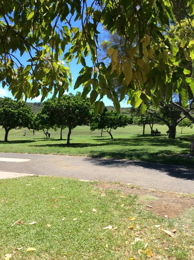 こちらは「モンキーポッド」か。