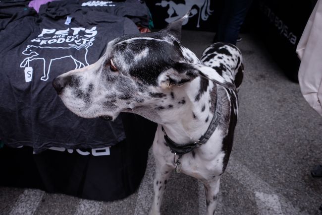 わんちゃんもたくさん♡<br />大きいわんちゃんがたくさん来ていてかわいかった〜