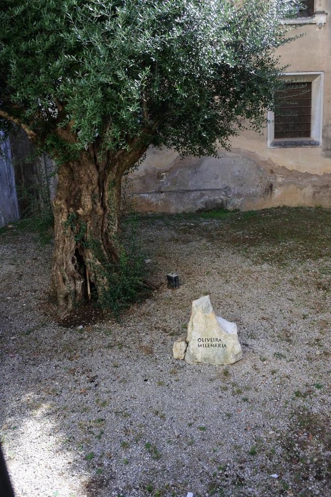 　樹齢１０００年以上のオリーブの木。樹齢の鑑定には相当のお金がかかるそうです。