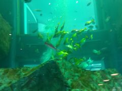    建物の中に、ダイバースクールがあり、大きな深い水槽の中で、魚の群れが泳いでいます。いわしの群れや、エイなどがいました。
ランチはそれを見ながら食べられる、PIER-01にて。