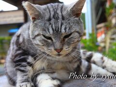 途中　徳川家霊台の入り口でネコを発見！！