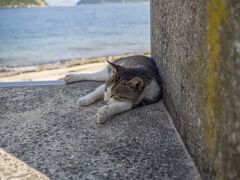 続いて佐柳島へ。このあたりでカメラが壊れ、まともな写真が殆どとれなくなってきました・・・。