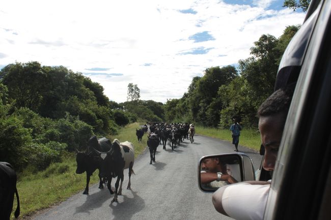途中途中ゼブ牛さんの大移動待ち<br />