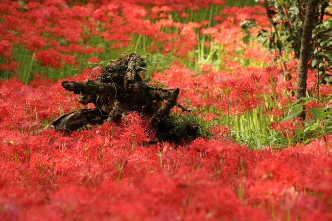 恒例の巾着田ヒガンバナと埼玉こども動物自然公園は久しぶりの秋晴れに ２ 巾着田 後編 ルビー色から赤サンゴ色の曼珠沙華じゅうたん 日高 鶴ヶ島 坂戸 埼玉県 の旅行記 ブログ By まみさん フォートラベル