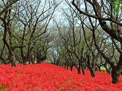灰色がかった幹の色をした桜の樹。

春に淡い桜色の花を咲かせたソメイヨシノが紅い海の中に佇んでいる。    
