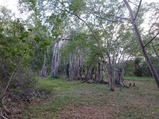 熱帯らしい樹木