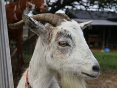 権現堂公園のヤギ

ちょっと気分を変えて、ヤギさんを。

ここにあるヤギ小屋では７頭ほど飼育されているようです。
この子は「さくら」かな？