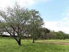 権現堂桜堤

春になると長さ１Kmにわたる堤に約１，０００本のソメイヨシノが咲き誇り桜のトンネルを作ります。
また、堤の隣には、菜の花が作付けされ、桜との花のコラボレーションが楽しめることでも知られます。
（まだ、ここの桜は見たことがありませんが）