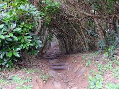 芥屋の大門にある遊歩道のヤブツバキのトンネル
この先に展望台があるそうですが、雨降りだったのと
展望台に大きな蜂がいるとのことで行くのはやめました。