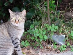 またいちの塩　製塩所「工房　とったん」

その駐車場にいた野良猫さん
うちの猫とちょっと似てる