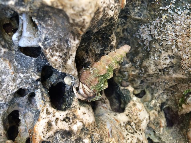 主人と娘が、遊んでいる間、私は、ヤドカリに夢中になっていました。<br />だって、こんなにたくさん、ヤドカリ見た事ないんです。