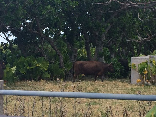 会うのは、牛だけです(笑)
