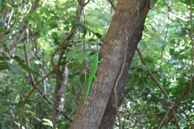 ビッグヤモリが歓迎してくれました