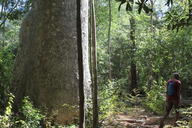 ここにもおっきなバオバブの木もあり