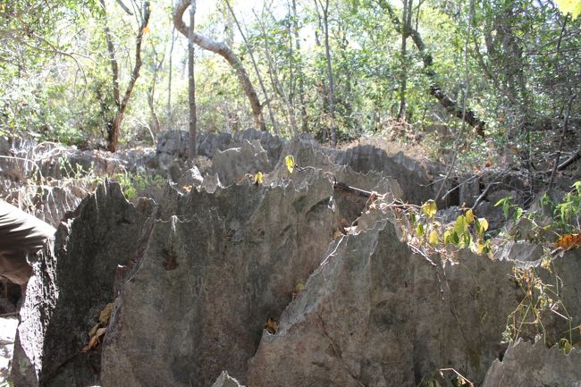 ミニツィンギー