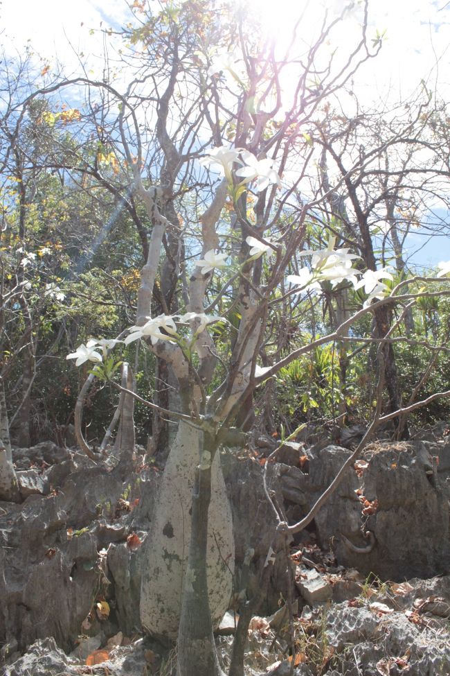 雨季の間、幹の下の部分に水を溜めることにより乾季も生きている<br />アディーニャって言っていたような