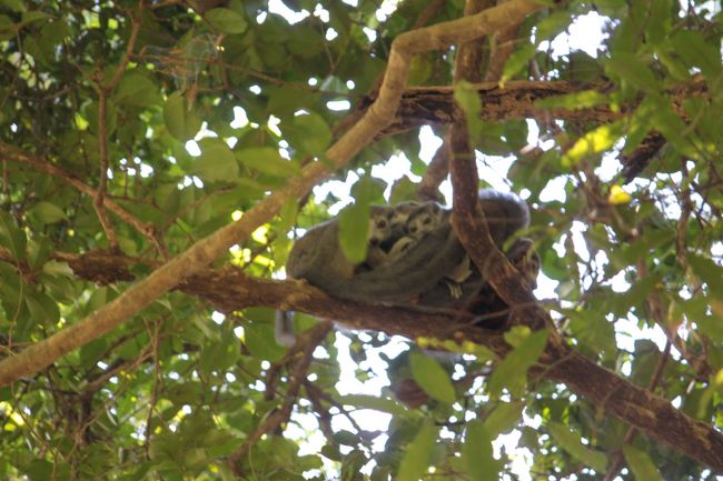 再び森の中へ<br />木の上にはクラウンレミュールのファミリー