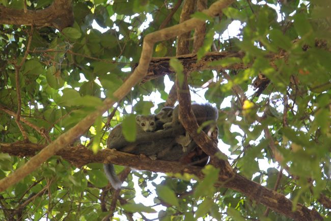 団子になって怯えていたのかも<br />お邪魔してごめんなさいね<br /><br /><br />