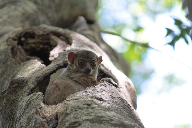 ナイトレミュール<br />どんぐり目玉が可愛い<br />