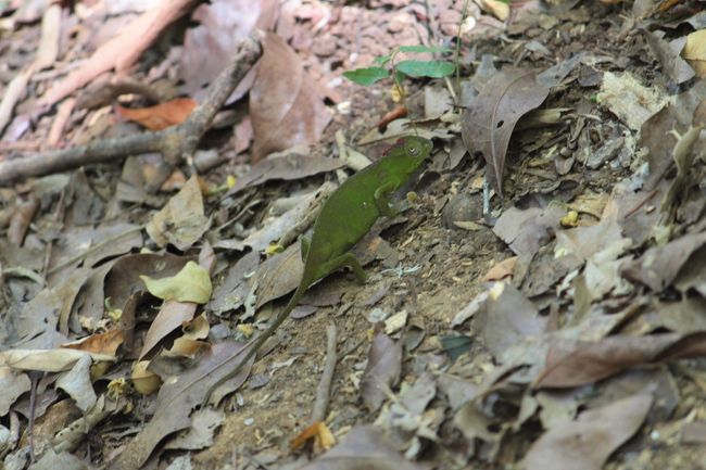 抹茶色のカメレオン