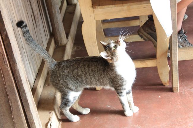 ランチのお店にいたおねだりニャンコ<br />