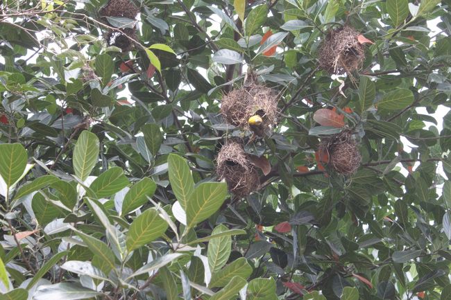 この木はそんなに鳥の巣が作りやすいのかいってくらい集中していた