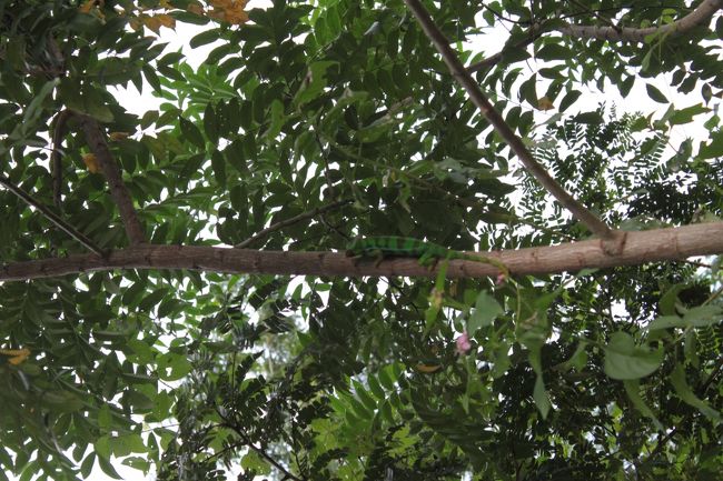 時速６０キロ以上で走っている車の中からガイドさんが見つけたカメレオン<br />この国に眼科の需要はないでしょう