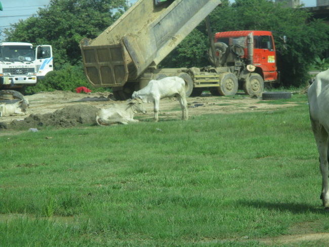 途中にやせた牛もいましたよ。<br /><br />道路から見える動物はインドのようには多くないです。