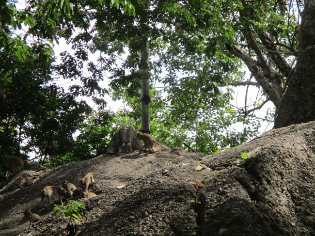 すぐ近くの岩の上にはサルがいっぱい。<br /><br />こちらのサルはオナガザルなので、ニホンザルのように激しい感じでなく、まったりと人と共存しています。
