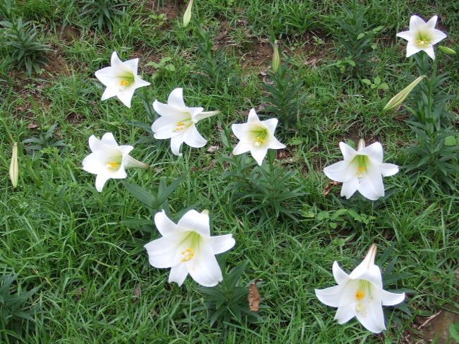 金山 法鼓山<br /><br />ユリ