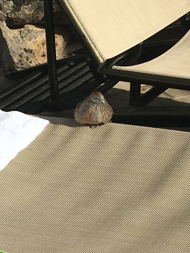 サクサクと部屋に戻ってからは、ひたすらプール！<br />パラダイスプールのベッドを３つ陣取り、またまた５時までスライダーを滑り続けたのであります。<br />時々、休憩にベッドに戻ると、鳥がマッタリ寛いでいて。<br />平和だな〜、幸せだな〜と感じました。